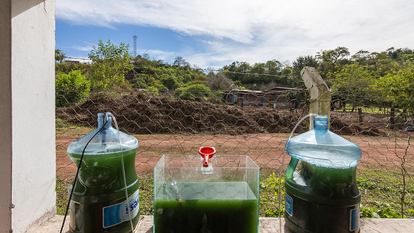 Espiru Yungas Espirulina